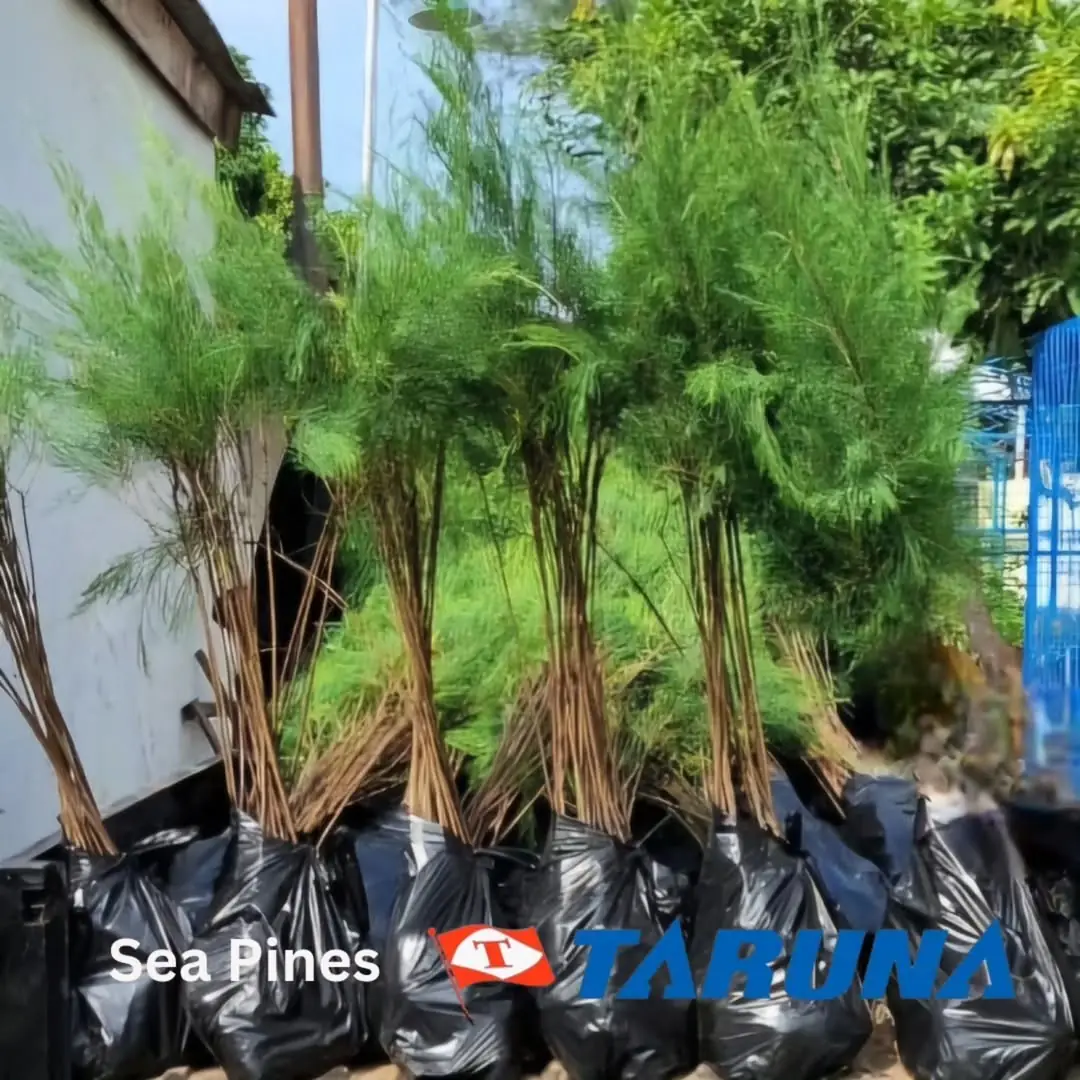 Social activity - Sea Pines 1